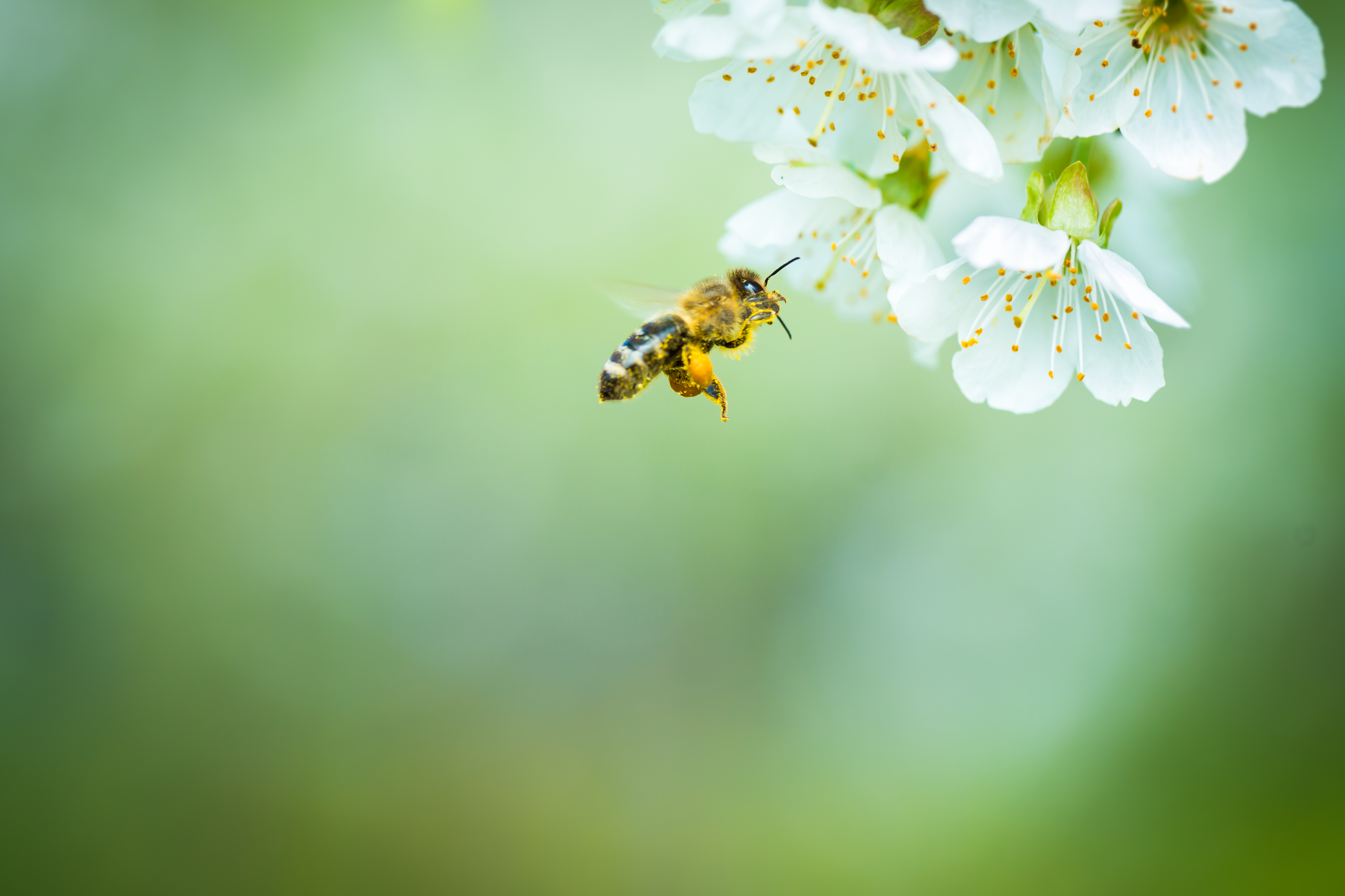 Natural skincare with propolis, a by-product of honey extraction